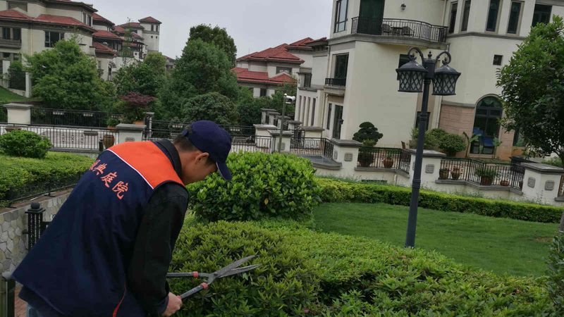 高速公路绿化带灌木品种选择：关键因素与注意事项