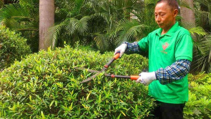 小区草坪与灌木搭配：打造生态宜居的绿色空间**