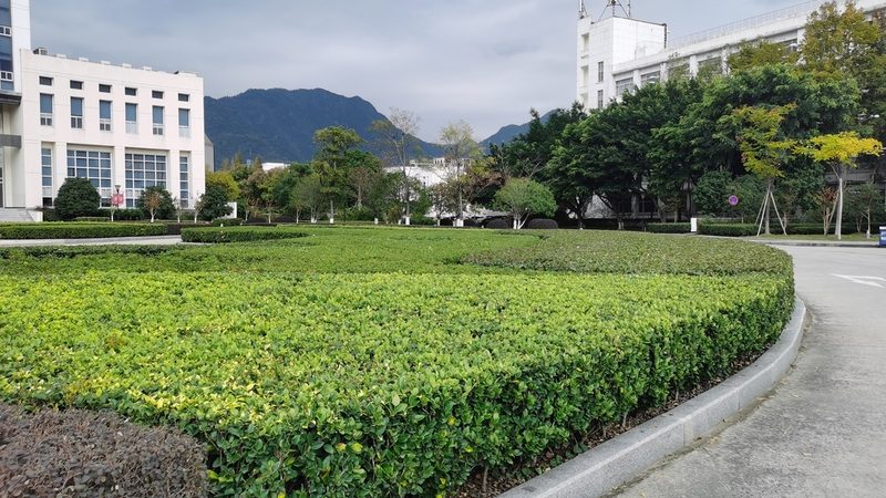 花卉租摆价格表尺寸分类
