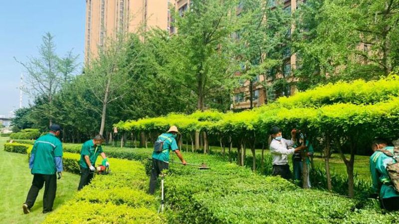 园林绿化苗木价格表背后的考量因素**